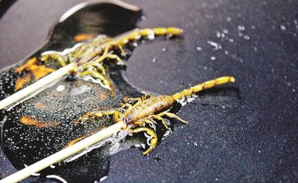 Historia. "Entre más tóxico sube su valor; hay unos que no se comen"