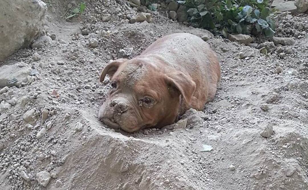 Dinis señala que encontró a la perra casi completamente cubierta de tierra y grava. "Sólo era visible su cabeza y era difícil de ver por la cantidad de tierra que la cubría", publicó en su cuenta de Facebook junto con una serie de fotografías para ilustrar el relato del rescate     Foto: Facebook Pedro Dinis