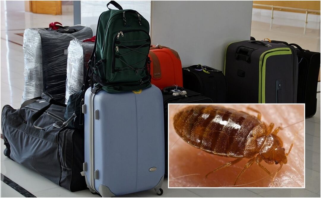 Las chinches se propagan de un lugar a otro a través del transporte de equipaje o muebles contaminados. Foto: Pixabay y ESPECIAL