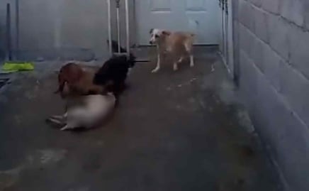“Lo están deshaciendo”; denuncian a sujeto por alimentar a sus perros con canes callejeros en Chicoloapan, VIDEO