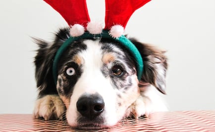 Piden no regalar animales de compañía en estas fiestas decembrinas