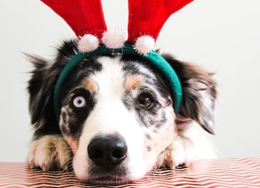 Piden no regalar animales de compañía en estas fiestas decembrinas