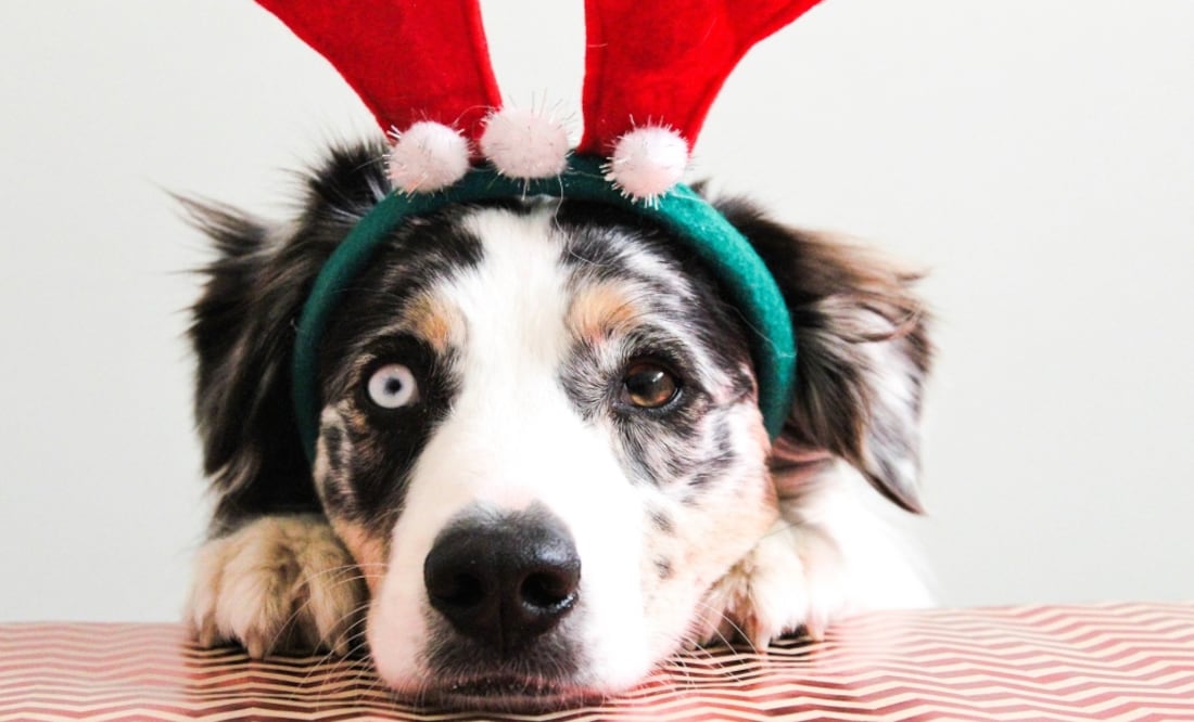 Podrás ponerle cuernos de reno o unos lentes, entre otras opciones. Imagen Pixabay