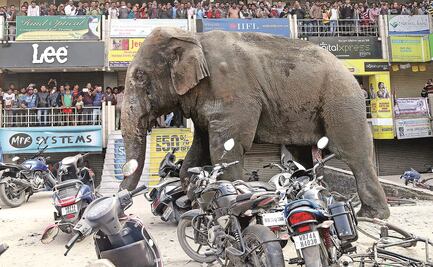 Elefante pisotea a mujer en la India hasta matarla; llega a funeral a atacar el cadáver