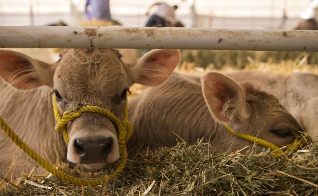 The head of the Ministry of Agriculture, Livestock, Rural Development, Fisheries and Food (SAGARPA) said that from January to June 2018, 626,041 pieces were prepared, which is equivalent to 7.3 million doses - Photo: Demian Chavez