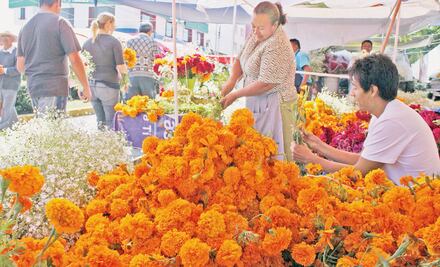 CDMX lidera producción de cempasúchil a nivel nacional
