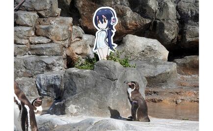 Japón llora la muerte de su pingüino "enamorado"