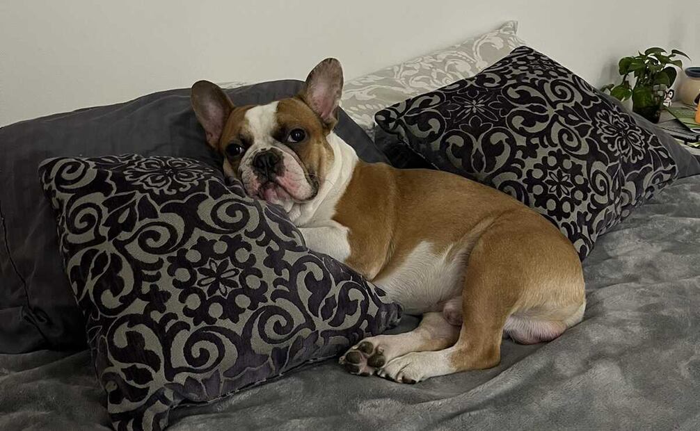 Frank, lomito. Foto: @MajoMartinezP_