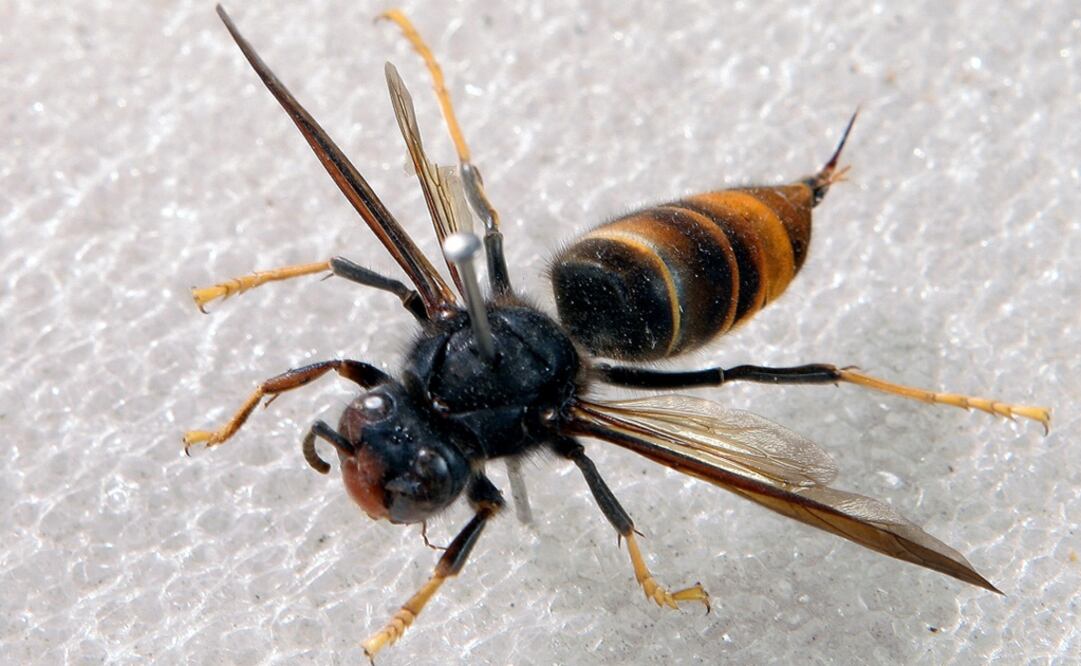 View of a dead Asian hornet after it was caught in a hornet nest - Photo: Bob Edme/AP