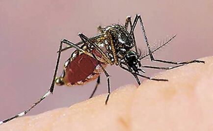 Por confirmarse primer muerte por dengue en Yucatán