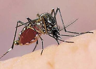 Por confirmarse primer muerte por dengue en Yucatán