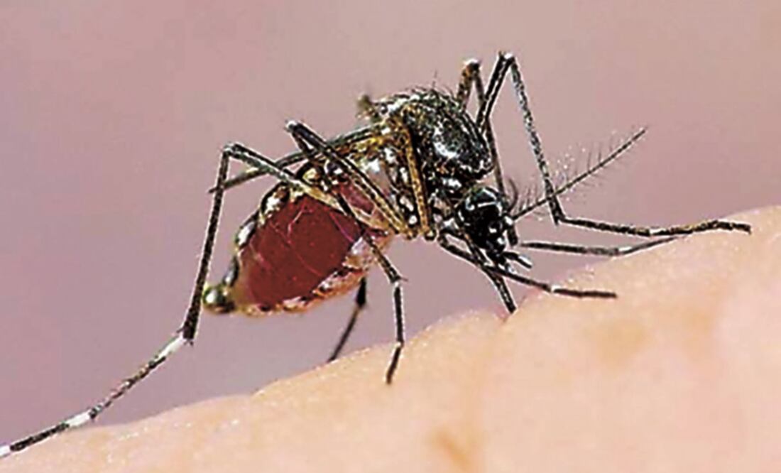 Foto: archivo/ EL UNIVERSAL