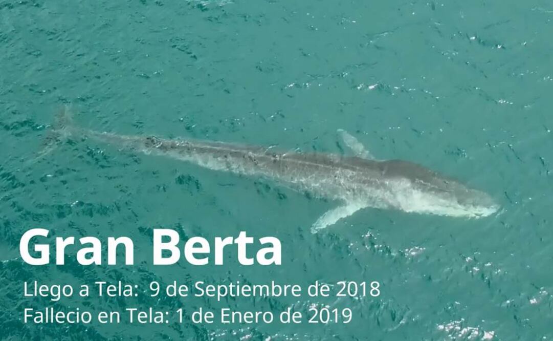 Muere la ballena Gran Berta, que medía 22 metros de largo