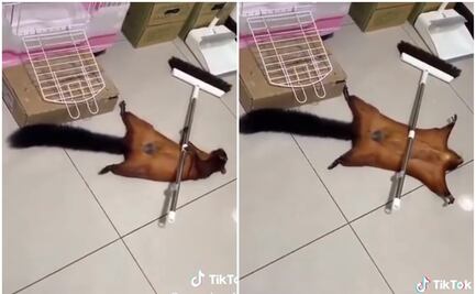 ¡La mejor actuación! Ardilla dramática es furor en TikTok por simular su propia muerte