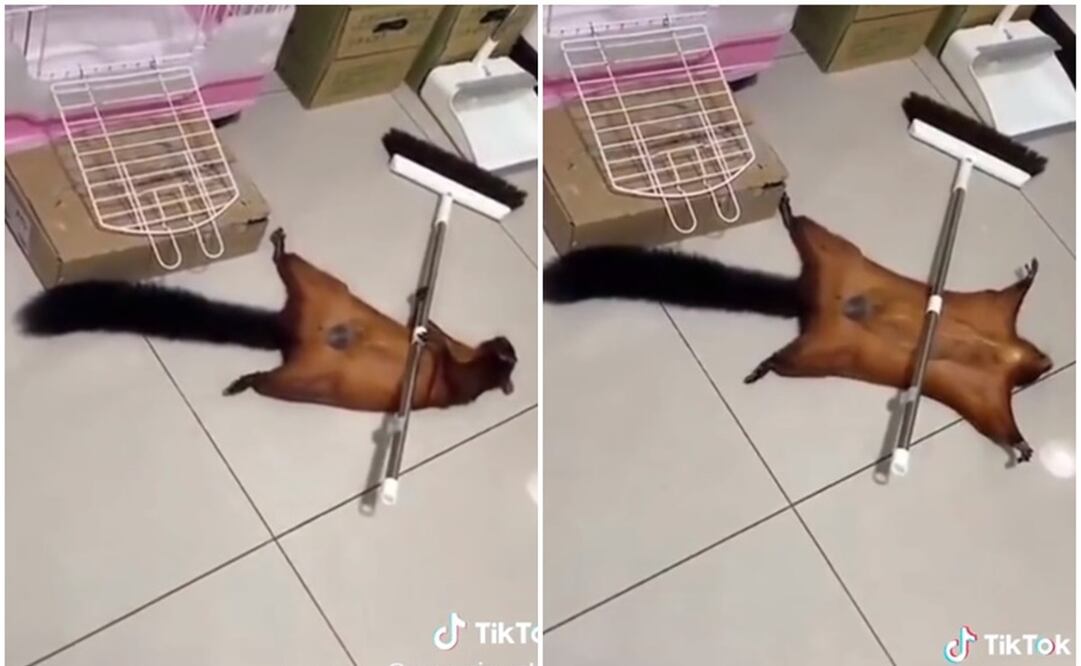 Ardilla dramática. Foto: Capturas de TikTok  @yosoyciproshow