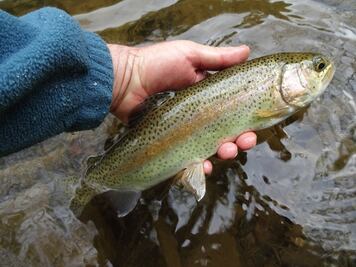 Conoce las diferencias entre los pescados azules y blancos