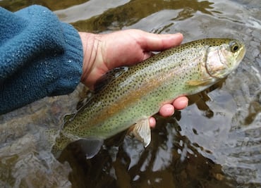 Conoce las diferencias entre los pescados azules y blancos