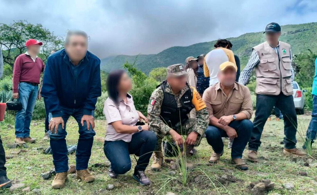 Reforestan plantas de sotol en Querétaro. Foto: Profepa