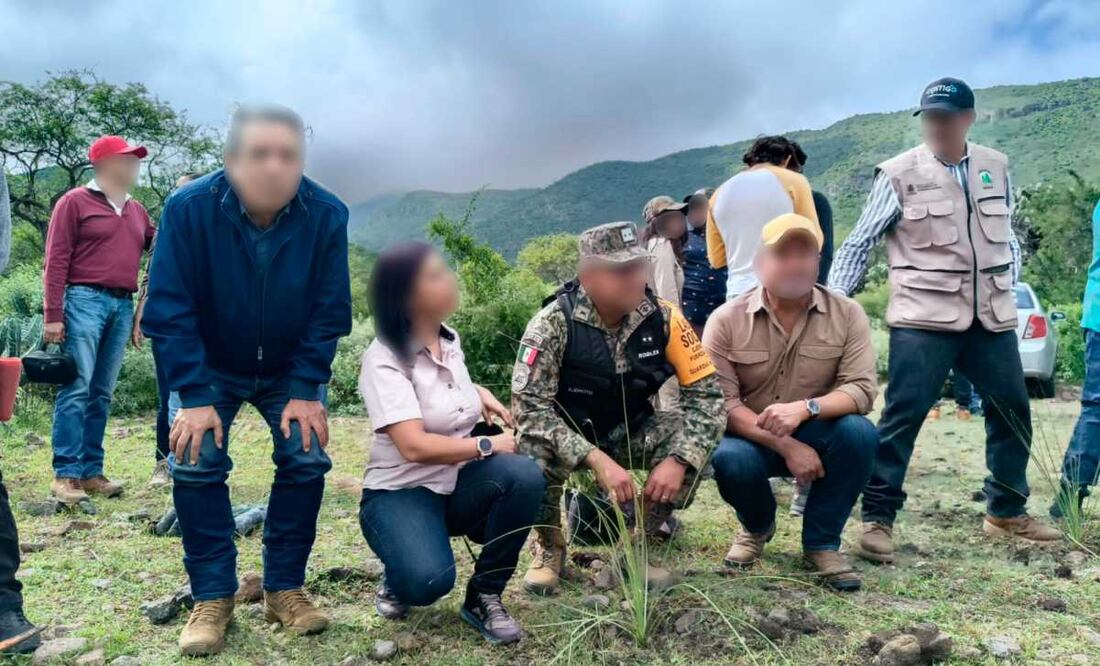 Reforestan plantas de sotol en Querétaro. Foto: Profepa