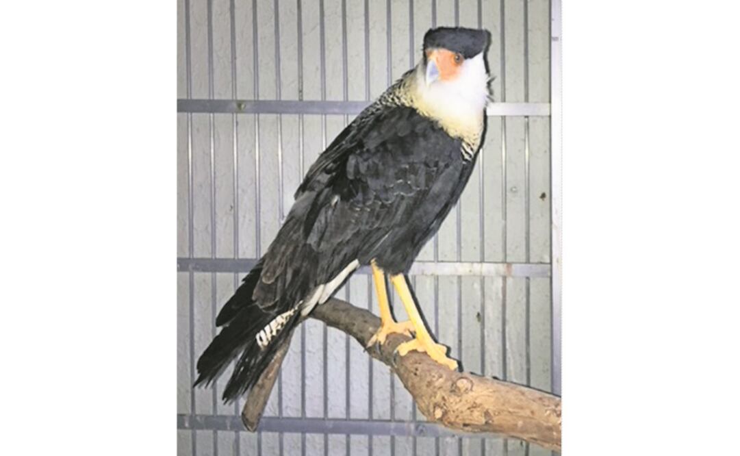 Catean inmueble. Las especies se encontraban un inmueble de la colonia Santa María Ajoloapan; el responsable no acreditó su legal procedencia. (ESPECIAL)