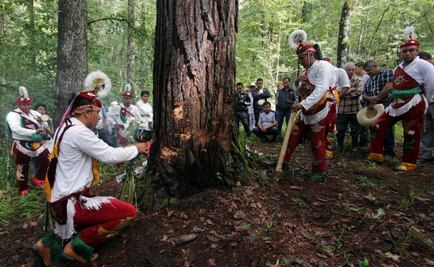 Entre cánticos, en Puebla voladores renuevan su árbol sagrado