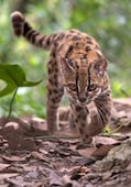Nueva especie de gato salvaje aparece en los bosques de Bolivia; familia local entregó al ejemplar para ser revisado