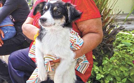 Diputado del PAN pide no "congelar" derechos de las mascotas en CDMX