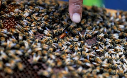 Hallan a 450 mil abejas en pared de una casa de campo en Pennsylvania