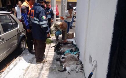 Mueren 12 gatos en incendio en la Jardín Balbuena