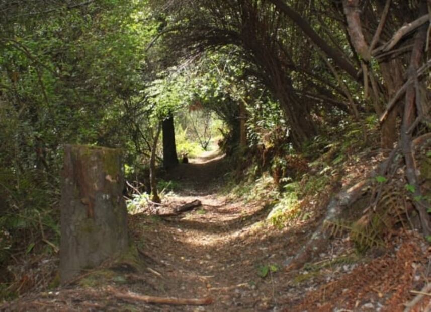 Alpinia, el parque donde se encuentra el laberinto más grande de México 