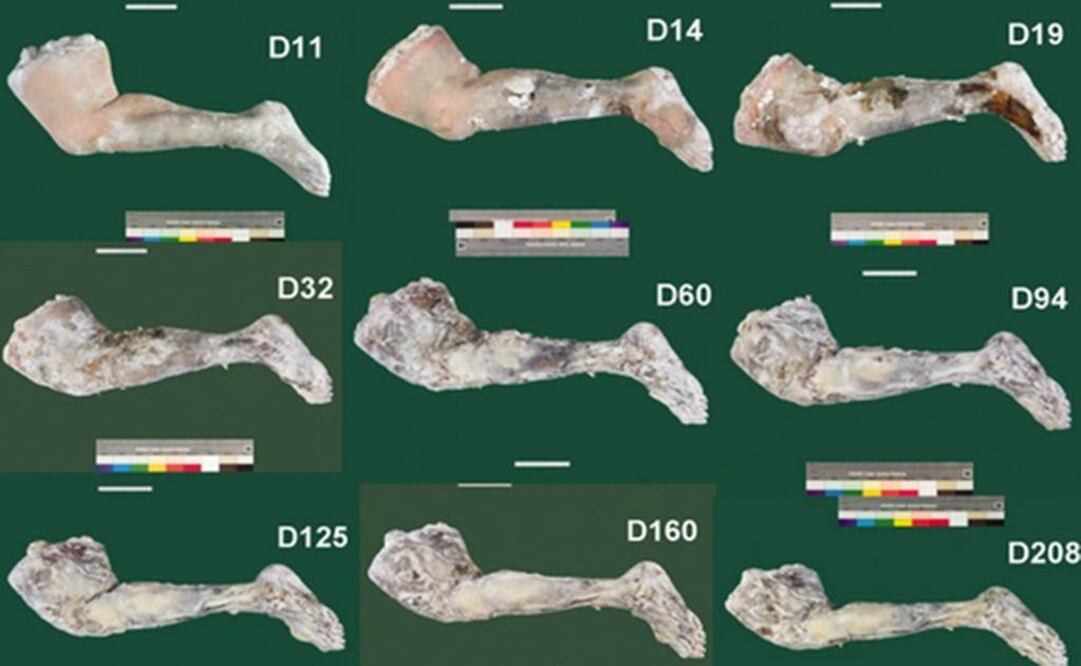 La momificación fue todo un éxito aunque tardó 208 días, y no 70 como afirma el antiguo historiador Heródoto, lo que, en palabras de la experta, se puede deber a las condiciones frías del laboratorio, que retrasó el proceso. FOTO: Tomada de Live Sciencie