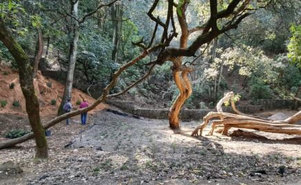 Parque Ecológico de CDMX: dónde está y qué actividades ofrece 