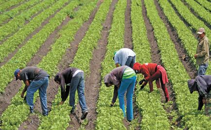 Procampo: Drug traffickers' families benefited from welfare programs