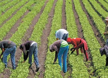 Procampo: Drug traffickers' families benefited from welfare programs