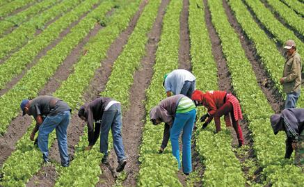 Procampo: Drug traffickers' families benefited from welfare programs