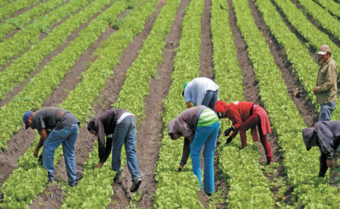 Procampo was created by then-President Carlos Salinas de Gortari in 1994 - Photo: File Photo/EL UNIVERSAL