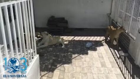Profepa asegura a tres leones que estaban en una azotea de CDMX