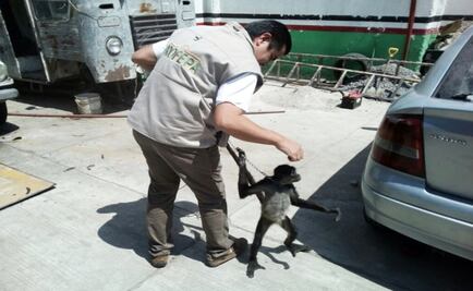 Profepa asegura cachorro de león africano y dos monos araña en Jalisco