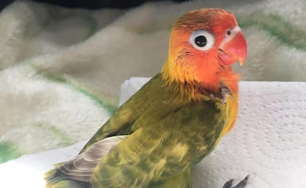 Ofrecen recompensa por encontrar a Moly, ave desaparecida en Reynosa