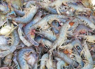 Pide México a EU exentar del embargo a la pesca ribereña de camarón