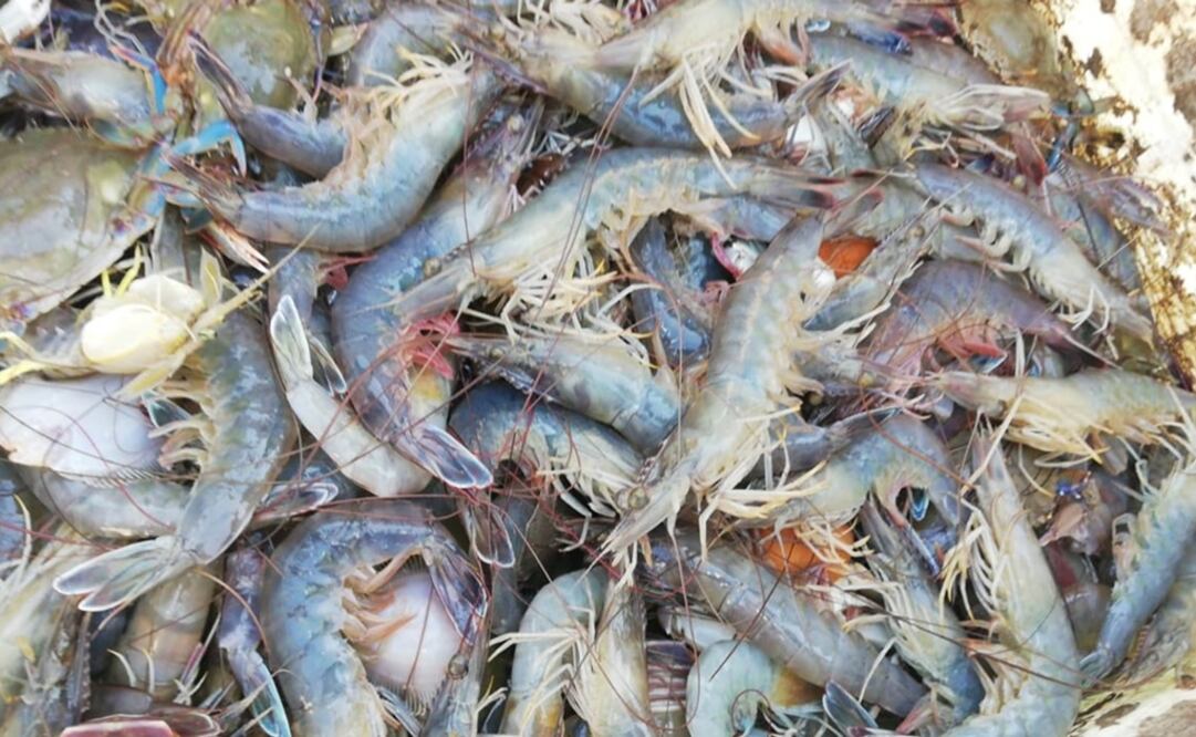 Foto: Archivo/EL UNIVERSAL