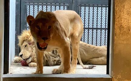 Trasladan a últimos felinos en estado crítico rescatados de santuario en Tlalpan
