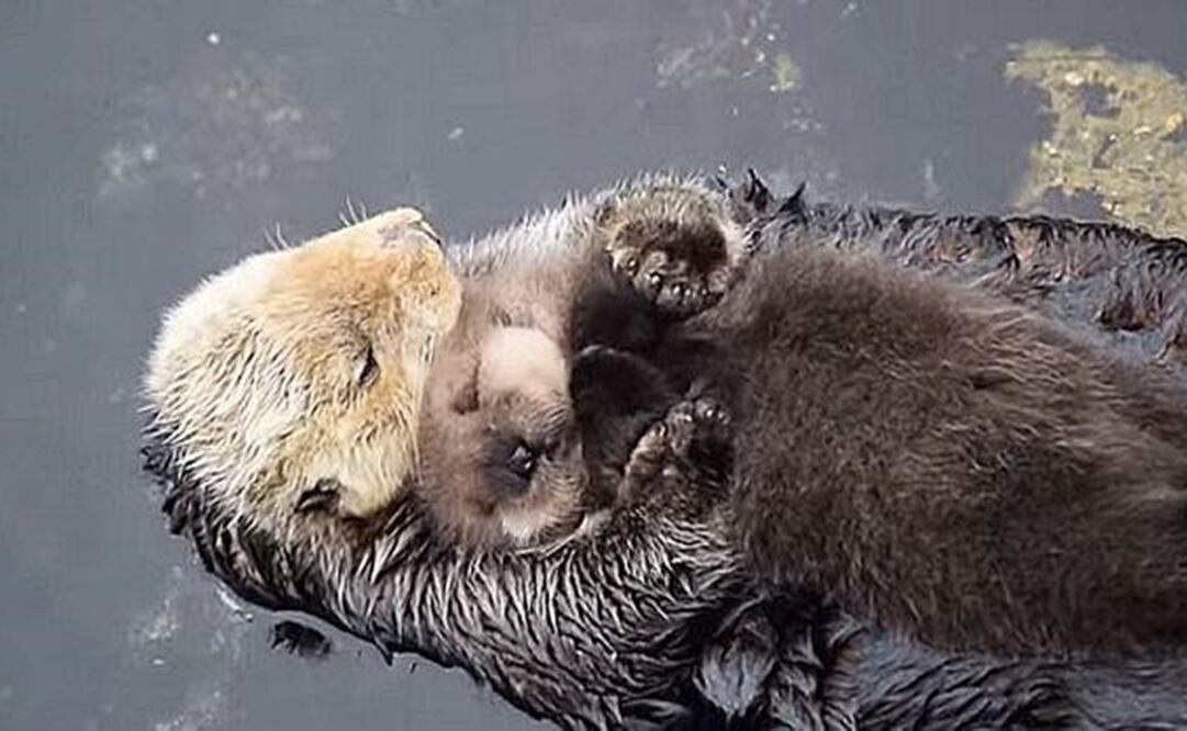 Foto: Tomada de YouTube