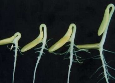 Pepinos espaciales revelan secretos de la supervivencia de las plantas