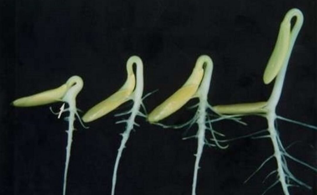 (FOTO: TOHOKU UNIVERSITY)