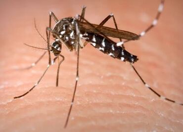 Vacunar al mosco del dengue frenaría enfermedad