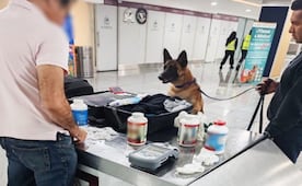 Decomisan casi 7 mil pastillas de hidrocodona en el AICM; venta está prohibida en México
