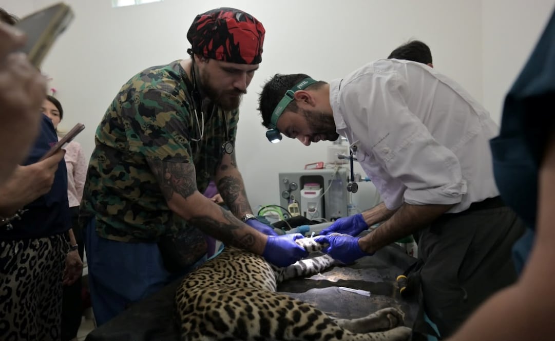 Atienden a nueve animales del Parque Ecológico de Veracruz. Foto: Especial