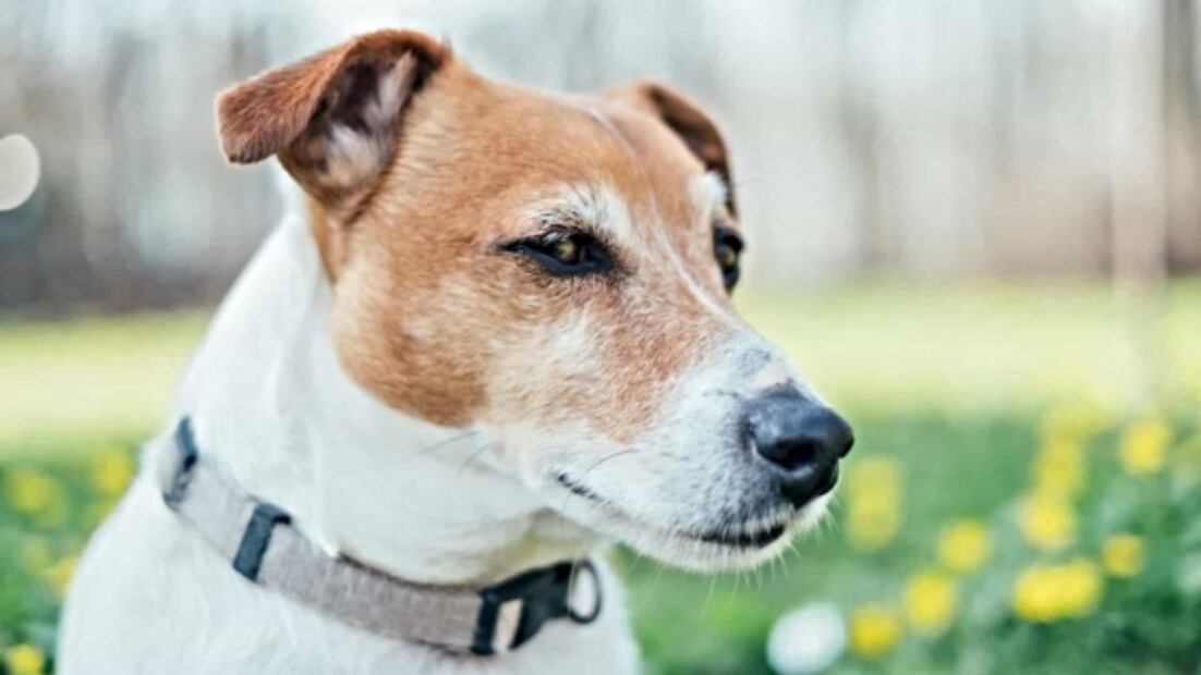 Ya hay perros entrenados para detectar Covid-19 en este aeropuerto