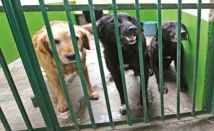 Por presuntos ataques, más de 50 perros han sido sacrificados en Toluca